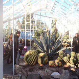@jessedit @ Volunteer Park Conservatory "The cactus room has reopened! Look at all that beautiful updated glass!"