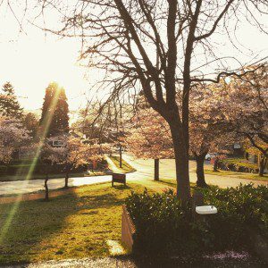 @paigeheggie @ Sunset Place "Can u spot the #EV? @seattleparks #SunsetPlace #cherry #trees #blossoms #grass #waterfountain #public #land #bush #sun #Seattle @nissanLEAF #road #street #solar #sunray"
