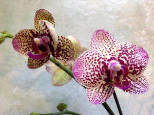 @jgrienauer @ Volunteer Park Conservatory "Big orchid hullabaloo at the Volunteer Park Conservatory in Seattle this Saturday. Check it out!"