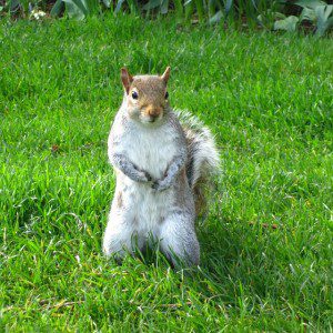 rebekahjsanders @ Volunteer Park "Squirrel glamour shot #squirrel #westerngraysquirrel #nature #pnw #washington"