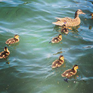 @lswartos @ Green Lake Park "#ducklings #greenlake #seattle #nature #cute #adorable #fuzzy"