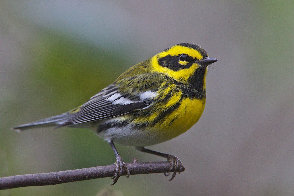 A Townsend's Warbler in Discovery Park