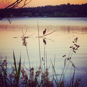 @mepriestley @ Green Lake Park "Heron at sunset #seattle"