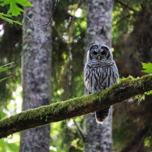 @robbibt @ Discovery Park "I got quite a shock when this Barred Owl screeched at me from its tree. Such a beautiful but grumpy bird! #birding"
