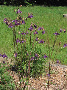 Graceful stems of old-fashioned Columbine (Aquilegia vulgaris) in the Prairie Garden. 