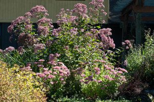 Sweet Joe-Pye weed (Eutrochium purpureum syn. Eupatorium purpureum) is a pollinator and butterfly favorite when it blooms in summer. 