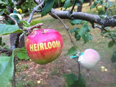 "HEIRLOOM" project in Piper's Orchard by Shin Yu Pai