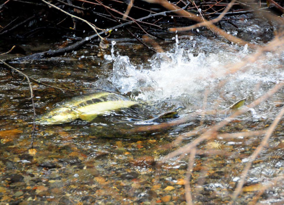 Salmon in Piper's Creek