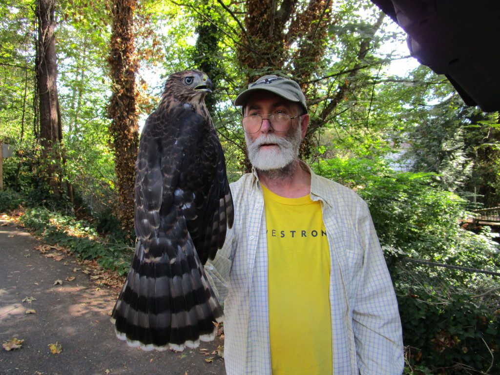 Seattle Cooper's Hawk study volunteer, photo by Ed Deal