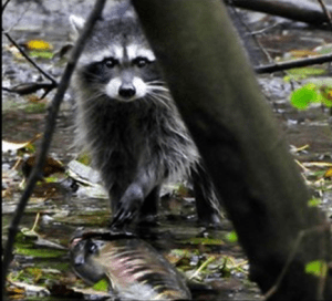 A raccoon captures a salmon in Piper's Creek.