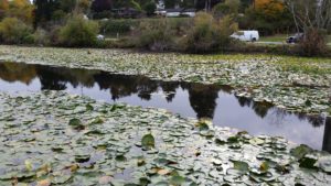 Fragrant white water lilies 