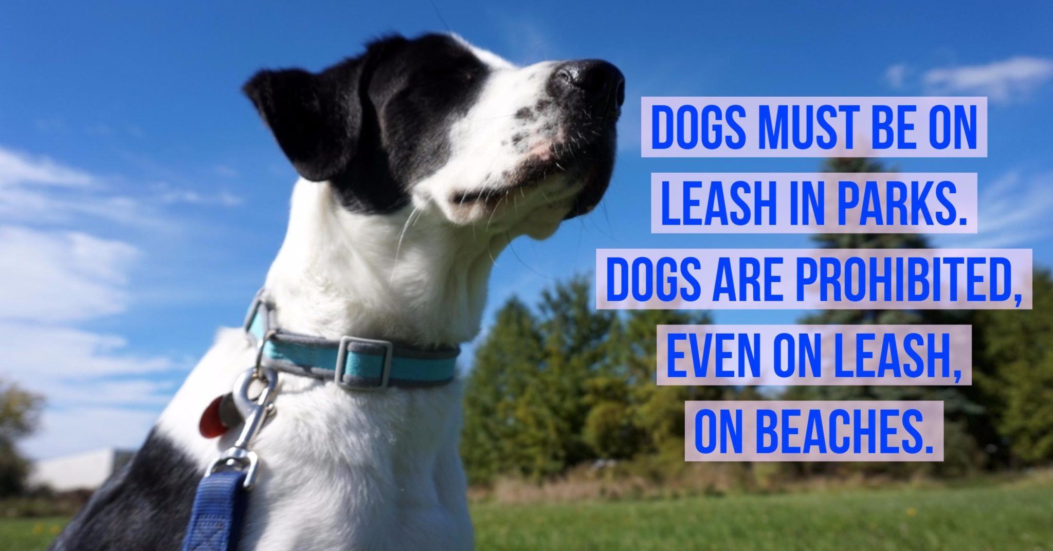 Dogs must be on leash in parks - Parkways