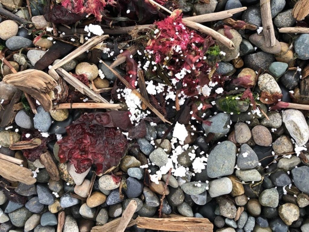 Styrafoam beads are seen washed up on Lincoln Park's beach among seaweed, driftwood and rocks. 