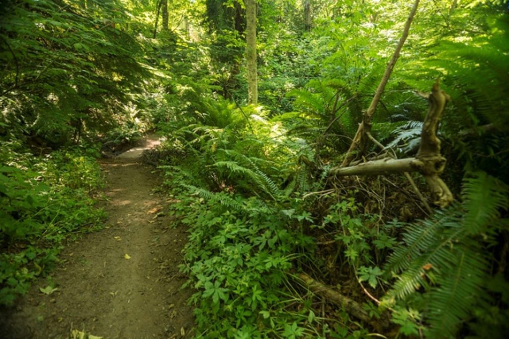 A lush green point-of view of a Seattle Parks trail. Sun shines down through the canopy of an urban forest. 
