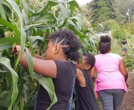 Three youth are harvesting corn at one of Seattle's community gardens. 