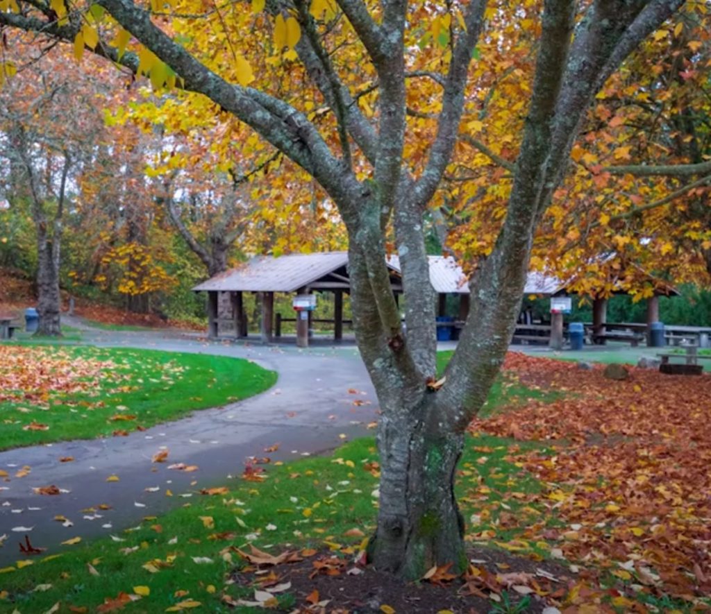 A square image shows a Seattle park with Fall leaves on the ground and in trees of yellow, orange and brown. In the distance is a covered picnic shelter. 