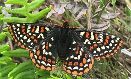 A checkerspot butterfly rests an a leaf. It's wings showcase the signature orange and cream colored spots on black wings.