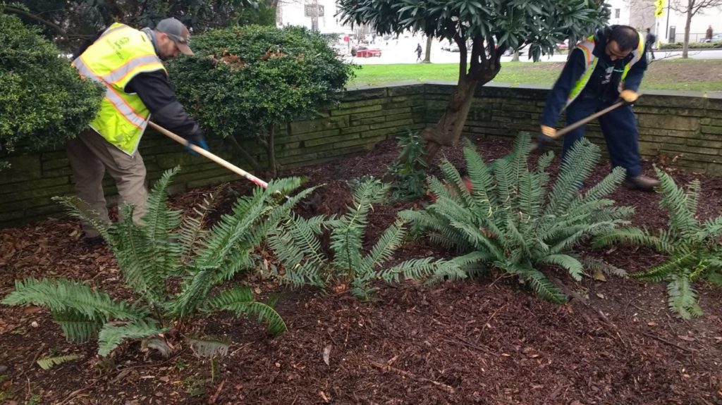 Two light skinned male Parks employees with yellow vests spread mulch around a fern bed at Downtown Seattle's Denny Park.