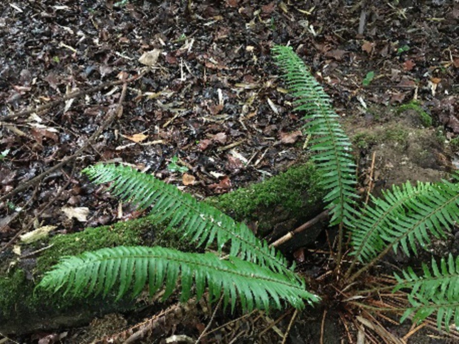 Woodchip mulch is seen on the ground around a fern. 