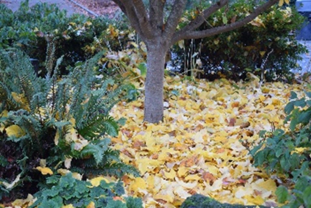 Bright yellow leaves are left on the ground in the fall around this medium sized tree. 