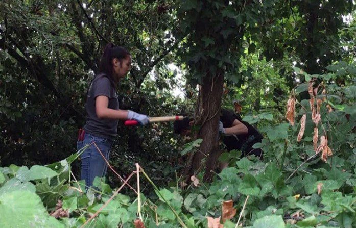 Two volunteers work to clear invasive species in a Seattle park, and remove English Ivy from a tree's base.