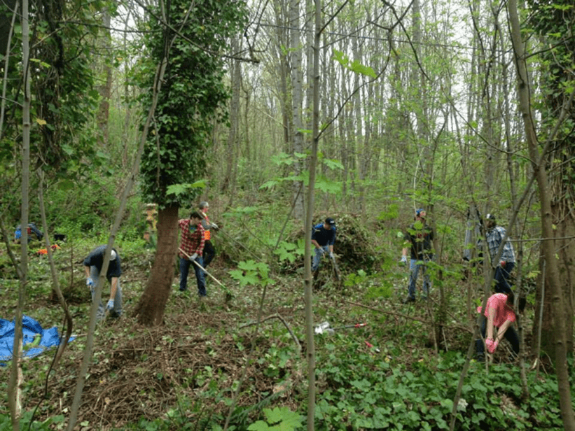 A picture shows 7 volunteers working in the Cheasty Greenspace removing invasive species with rakes and trimmers. It is an overcast day.