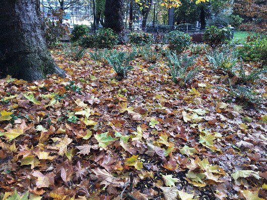 yellow and brown fall leaves cover the ground at the base of a tree, with sword ferns planted among them.