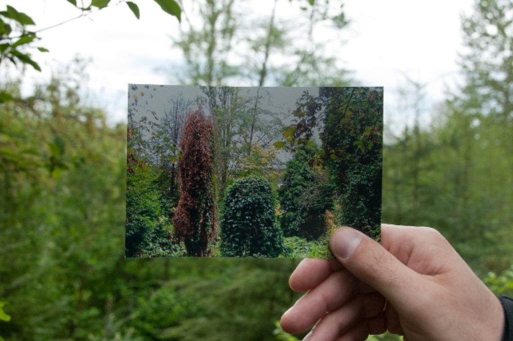 A hand holds a photograph up in front of a green landscape. The photo shows dense foliage.