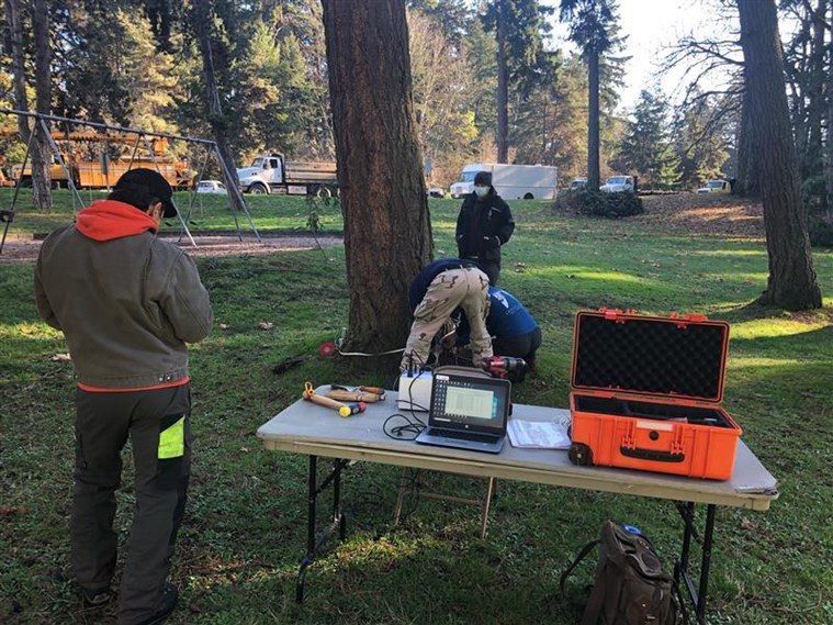 Four tree crew team members are gathered around a tree performing advanced assessments. Various tools and equipment is set on a table near by to assist. 