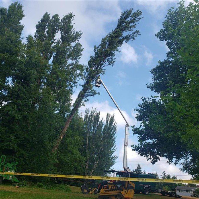 A very tall tree leans precariously while arborist teams work to cut the tree down, working piece by piece top to bottom. The arborist is in a cherry-picker crane roughly 60 feet in the air. 