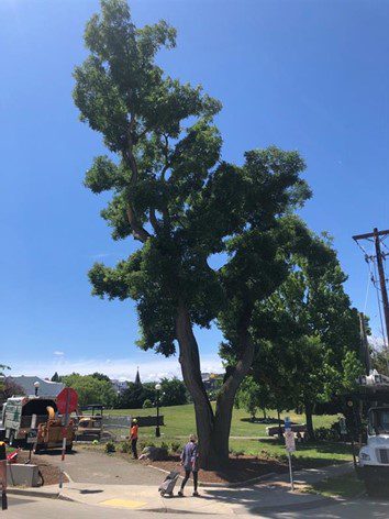 An old tree in a Seattle park is shown. It forms a V-shape stemming from the base, and is an example of a tree that has been pruned and retrenched in order to control it's size and limit the hazards that come with too large of a tree in urban parks. 