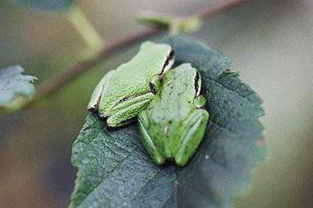 A close up picture shows two Pacific Treefrogs nestled together on a small leaf.