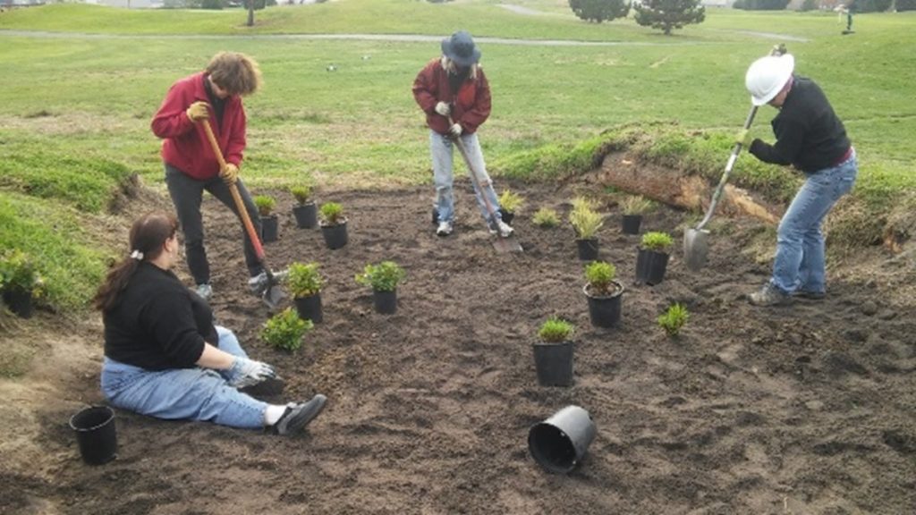 Four volunteers plant native species shrubs at a Seattle Parks golf course. 3 are standing, and using shovels to dig holes, while one is sitting on the ground planting shrubs. 
