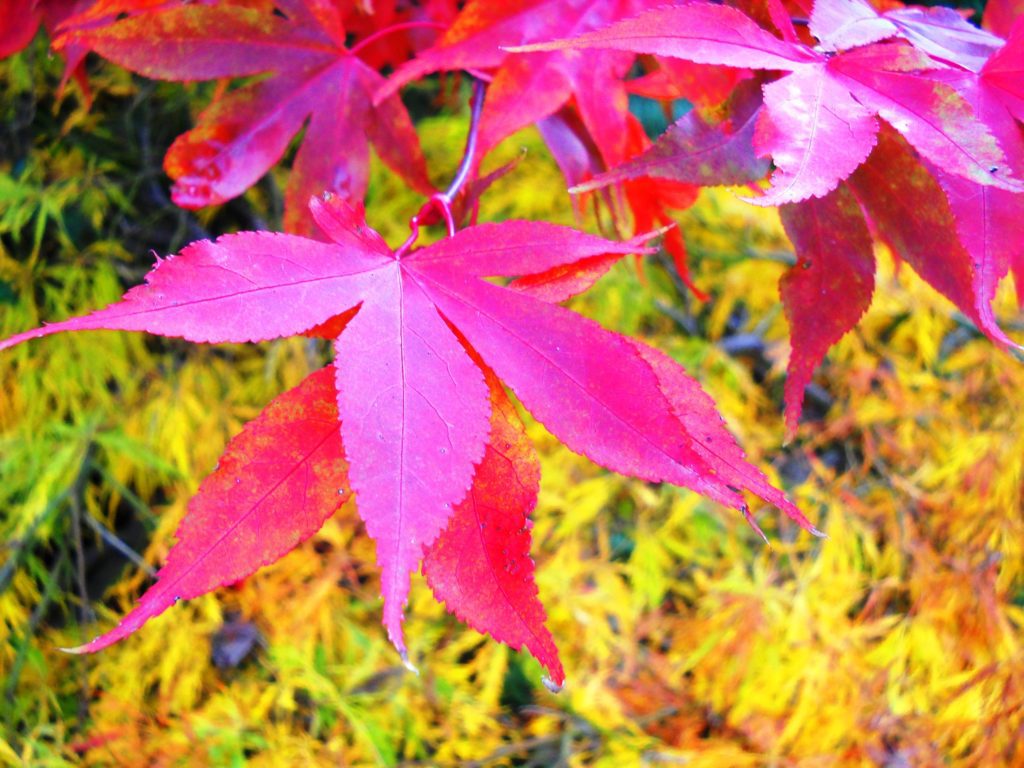 Bright red maple leaf
