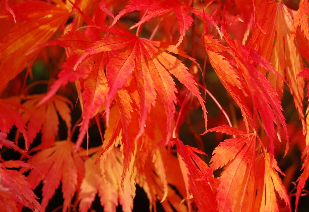 Bright red and orange leaves