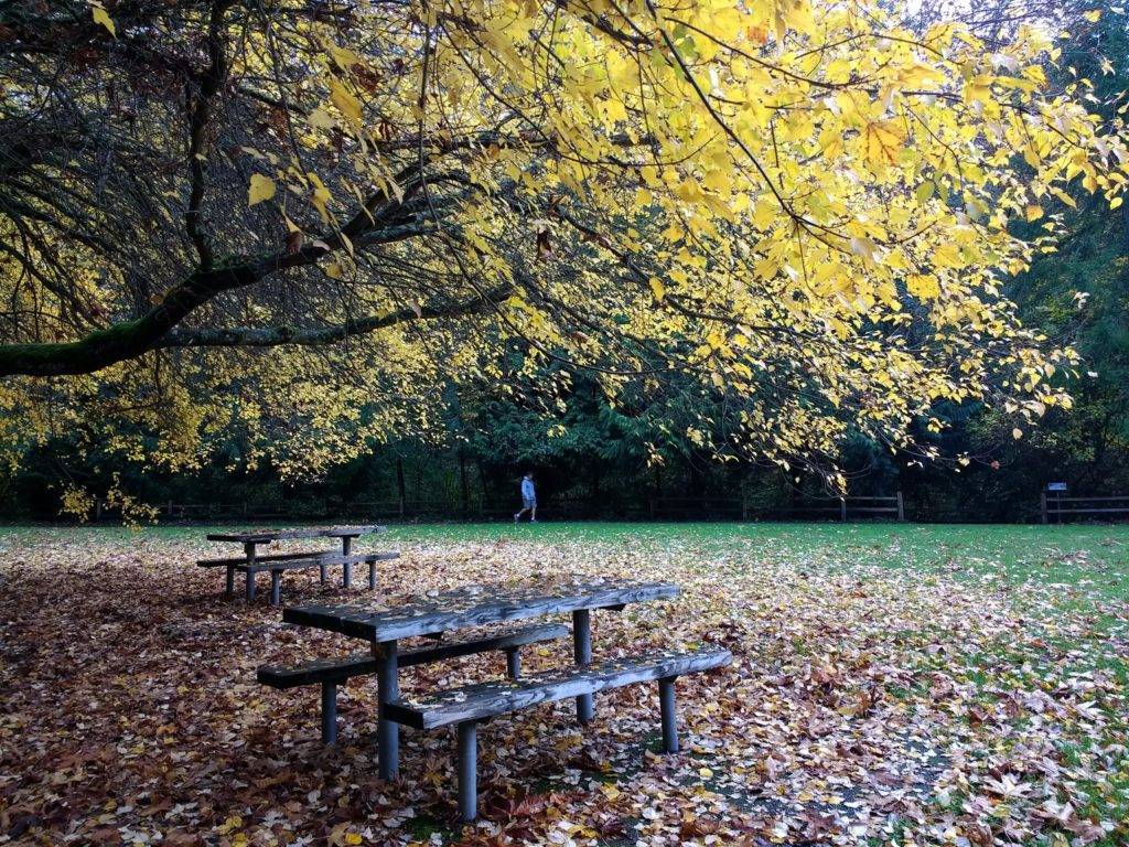 Fall leaves on the ground and picnic tables