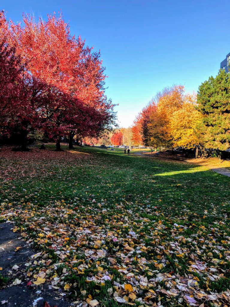 Fall trees surrounding a grassy lawn