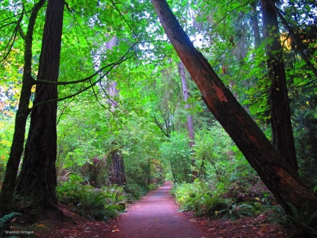 A lush green forest canopy is seen above a walking path in a park.