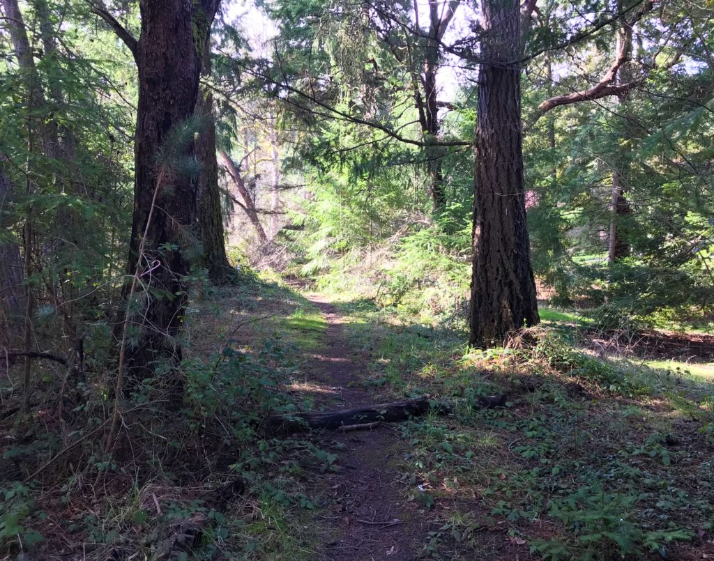 A picture in the forest at Seward Park shows a walking trail leading between two trees. It is sunny out and the path is shaded by the forest canopy. 