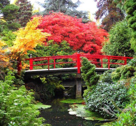 A picture shows bright red, yellow, and green leaves at the Kubota Garden. There is a bridge with red railing arching over a pond.