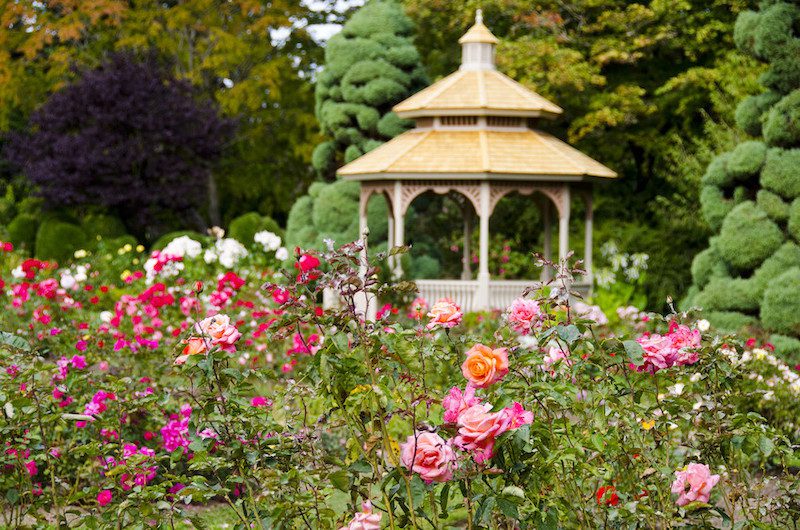 A picture shows pink and red roses in the foreground with an ornate gazebo in the background at the Woodland Park Rose Garden.  