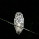 Young barred owl at Camp Long