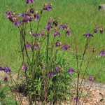 Graceful stems of old-fashioned Columbine (Aquilegia vulgaris) in the Prairie Garden.