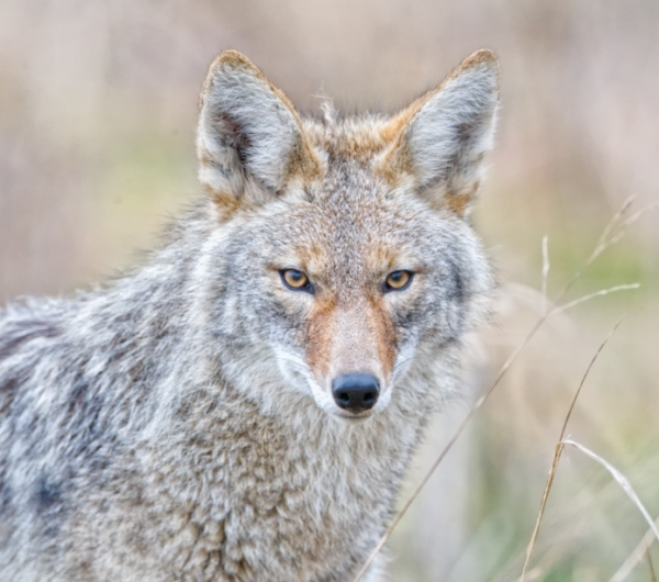 Carnivores - Restoring balance in Seattle’s parks - Parkways