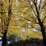 Image of two large trees with yellow fall leaves