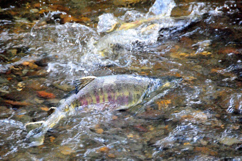 A silver striped fish thrashes in a shallow creek bed