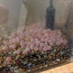 Small pink salmon eggs in an aquarium