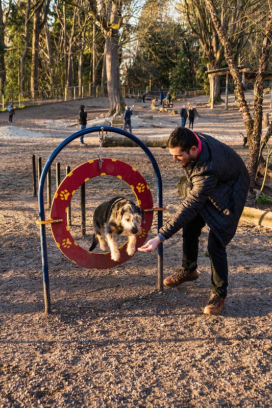 Dog jumping through an obstacle course at a dog park. The owner is next to the obstacle course encouraging the dog to jump through.