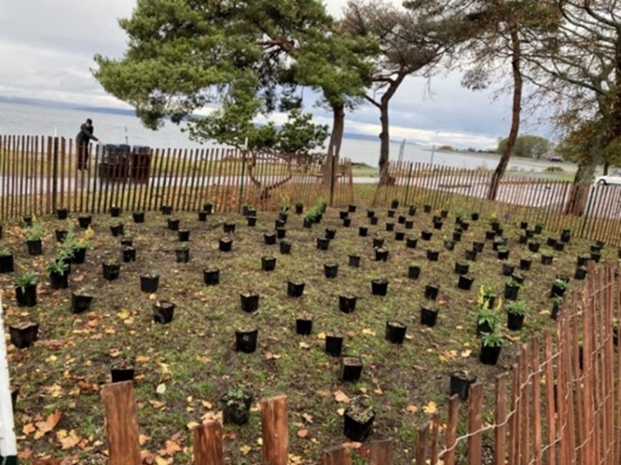 A fenced off area in a park containing dozens of black plastic pots holding plants that especially attract bees.