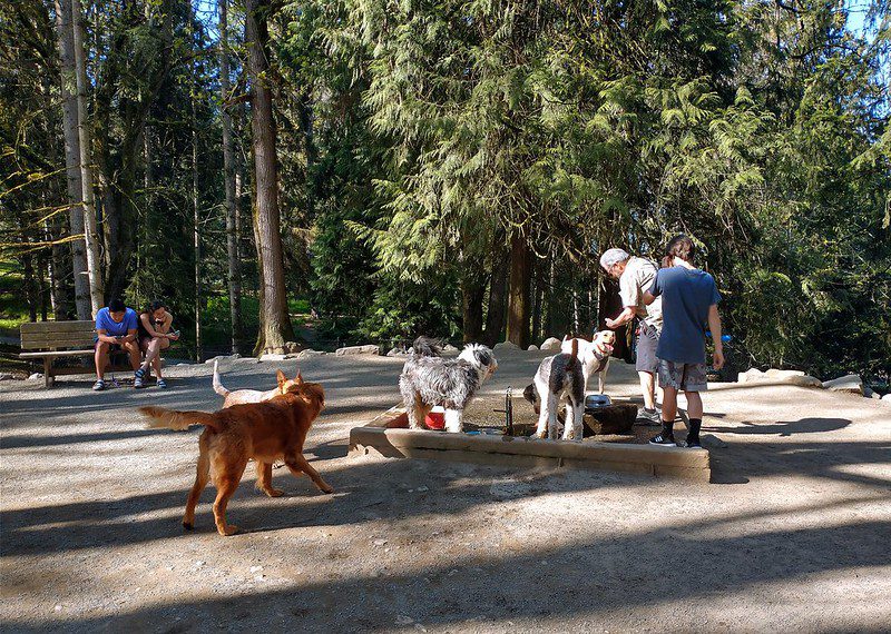Several dogs and their owners gather around a water spigot in an off-leash dog park near a forest